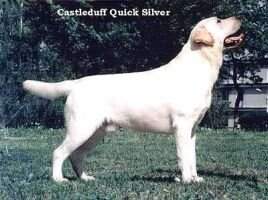 Castleduff Quick Silver Castleduff Quick Silver