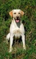 & FTCH Eroll Flynn des Fields de Mauny & FTCH Eroll Flynn des Fields de Mauny