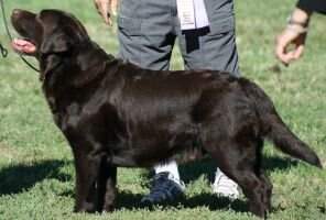 GCHB CH Quail Chase Broadway Joe Windfall GCHB CH Quail Chase Broadway Joe Windfall