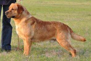 Penara's Blackfork Amazin Cajun Tate Penara's Blackfork Amazin Cajun Tate