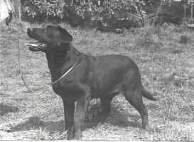 Lonabarc Pollyanna