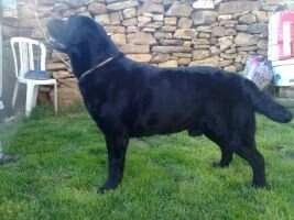 BPISS ES CH Canis Amicus Zeus BPISS ES CH Canis Amicus Zeus