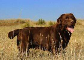 Chablais Dream At Canis Amicus Chablais Dream At Canis Amicus