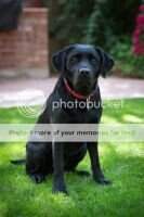 Power Paws Oak Creeks Nora Power Paws Oak Creeks Nora