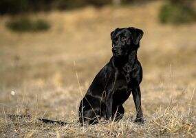 Beaverlodge's Hotshot Beaverlodge's Hotshot