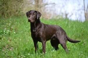 Autumnwillow Ottila
