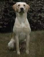 Garvin of Dukefield