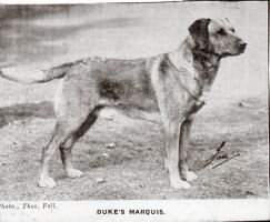 Duke's Marquis