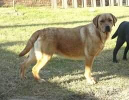 BR Phogo at Chocovilla Kimberley