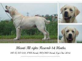 Miconti All Rights Reserved VDH-Jugendsieger Leipzig 2014
