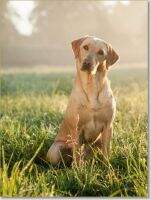 Hazel of the Spring Cottage