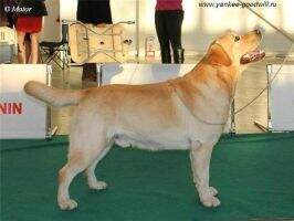 CH.RKF/RUS Linjor Wish Master CH.RKF/RUS Linjor Wish Master