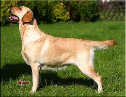 Pl Ch Al-grom Bianca