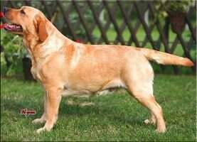 Al-grom Daisy May