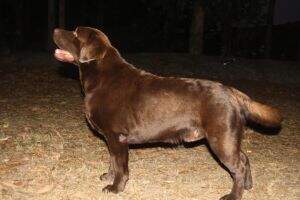 Canis Amicus X-Trail Canis Amicus X-Trail