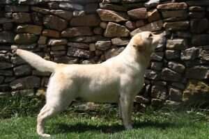BISS. ES CH Imperio Latino de Harpocan BISS. ES CH Imperio Latino de Harpocan
