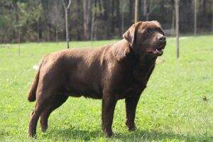 Canis Amicus Guindilla Canis Amicus Guindilla