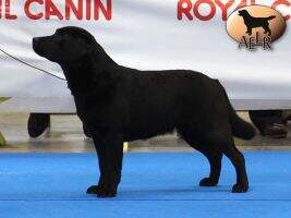 Canis Amicus Tata Mari Canis Amicus Tata Mari