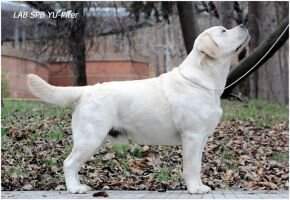 Md CH Cz Lt Ru CH Lab'SPb Yu-Piter Md CH Cz Lt Ru CH Lab'SPb Yu-Piter