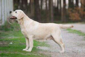 Lab'SPb Rikki Child Of Sunrise