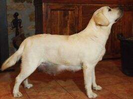 Canis Amicus Peque Canis Amicus Peque