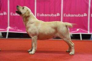 canis amicus rosa roja canis amicus rosa roja