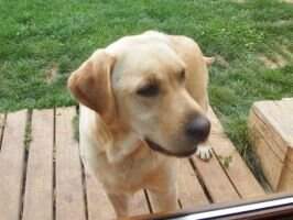 canis amicus lulu canis amicus lulu