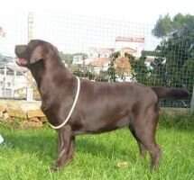 canis amicus tina canis amicus tina