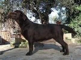 canis amicus felicity guay canis amicus felicity guay