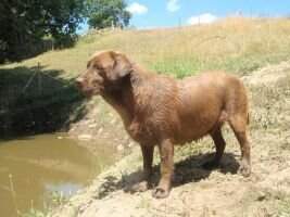 Chablais Charlotte at Canis Amicus
