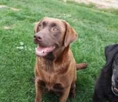 canis amicus wendy white canis amicus wendy white