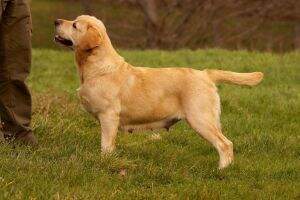 BPISS Canis Amicus Paula BPISS Canis Amicus Paula