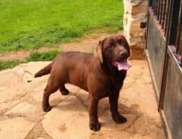 Canis Amicus X-Tres