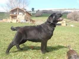 Canis Amicus Gueisha Canis Amicus Gueisha
