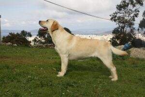 canis amicus adel canis amicus adel