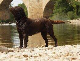 canis amicus elena