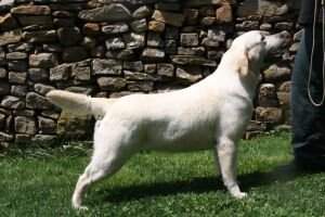 BOSS. ES CH Canis Amicus Delma PAN