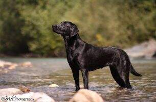 Kornay Hunting Willow CrossSearcher Kornay Hunting Willow CrossSearcher