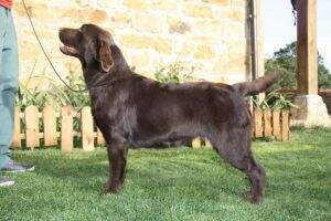 canis amicus indira