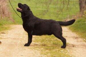 /ES Canis Amicus Impresionante PAN /ES Canis Amicus Impresionante PAN