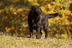 canis amicus itxazne canis amicus itxazne