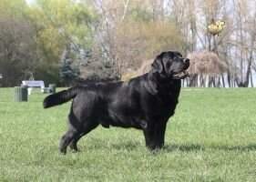Inter Champion American Pie z Grodu Hrabiego Malmesbury