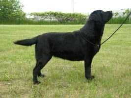 Gingerbred Ravenwood Ricochet North