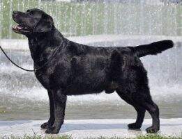 MD GCH/PL,SK,MD,CY,BY,GE,AZ,LT, CH. Tweedledum Good Vibrations