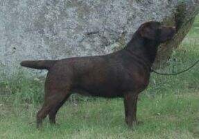 RUS & LT & BY & MKD & BGR & BALCAN CH Mallorn's Sienna FT Duck II