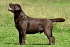 CIE Ch Pld Ch Bul Ch Blk Pld Mallorn's Bad Leroy Brown