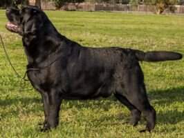 MBISS CH Pol CH Dickendall Buckstone Three Dog Night MBISS CH Pol CH Dickendall Buckstone Three Dog Night