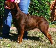 UKC CH McLean's Texas Holly