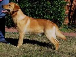 UKC CH McLean's Let it Ride Solo