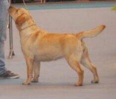 canis amicus gala canis amicus gala
